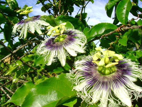 800px-Passiflora_edulis_flavicarpa2450667926